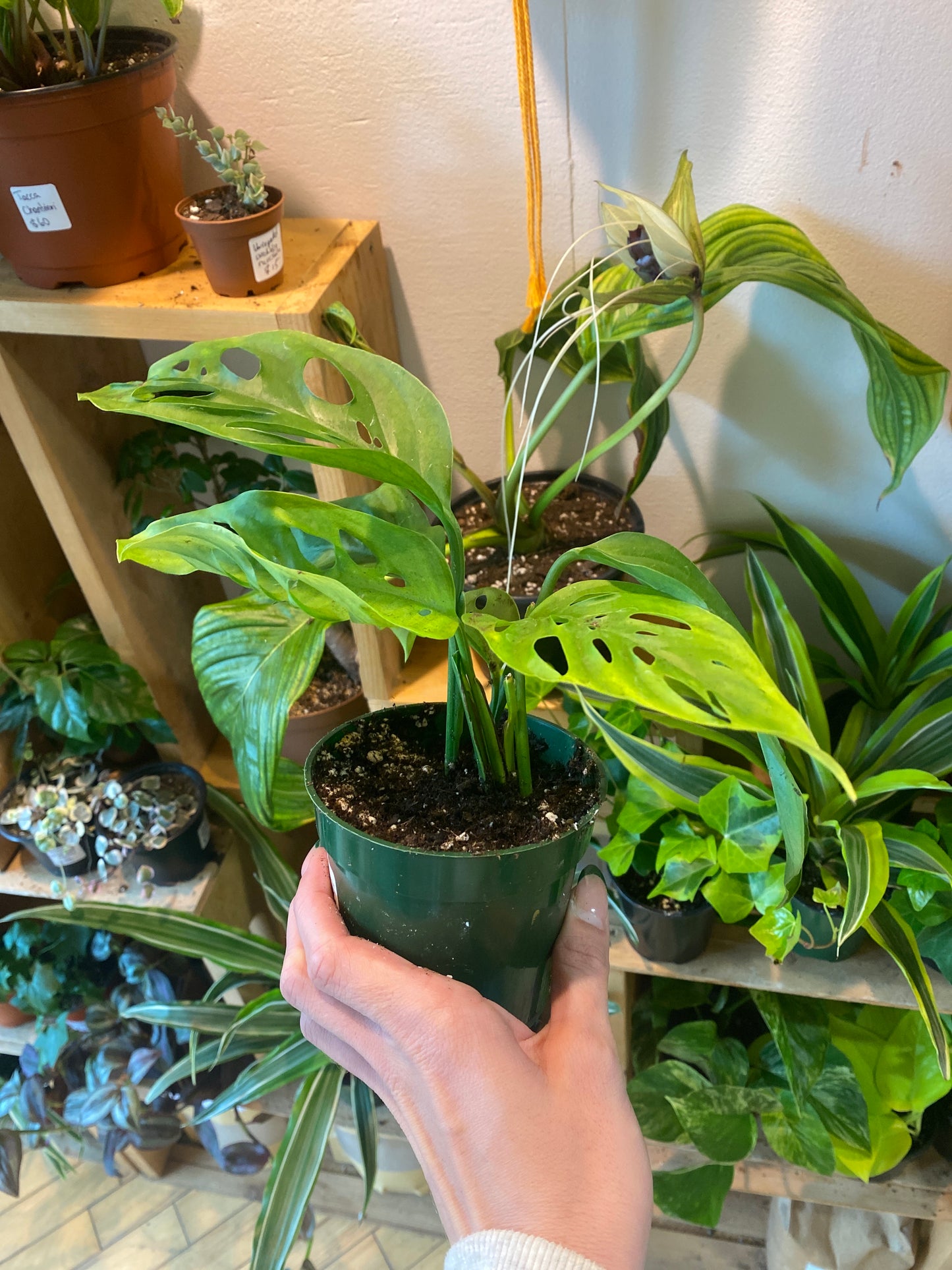 4” Monstera Adansonii