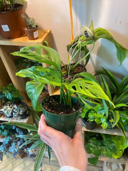 4” Monstera Adansonii