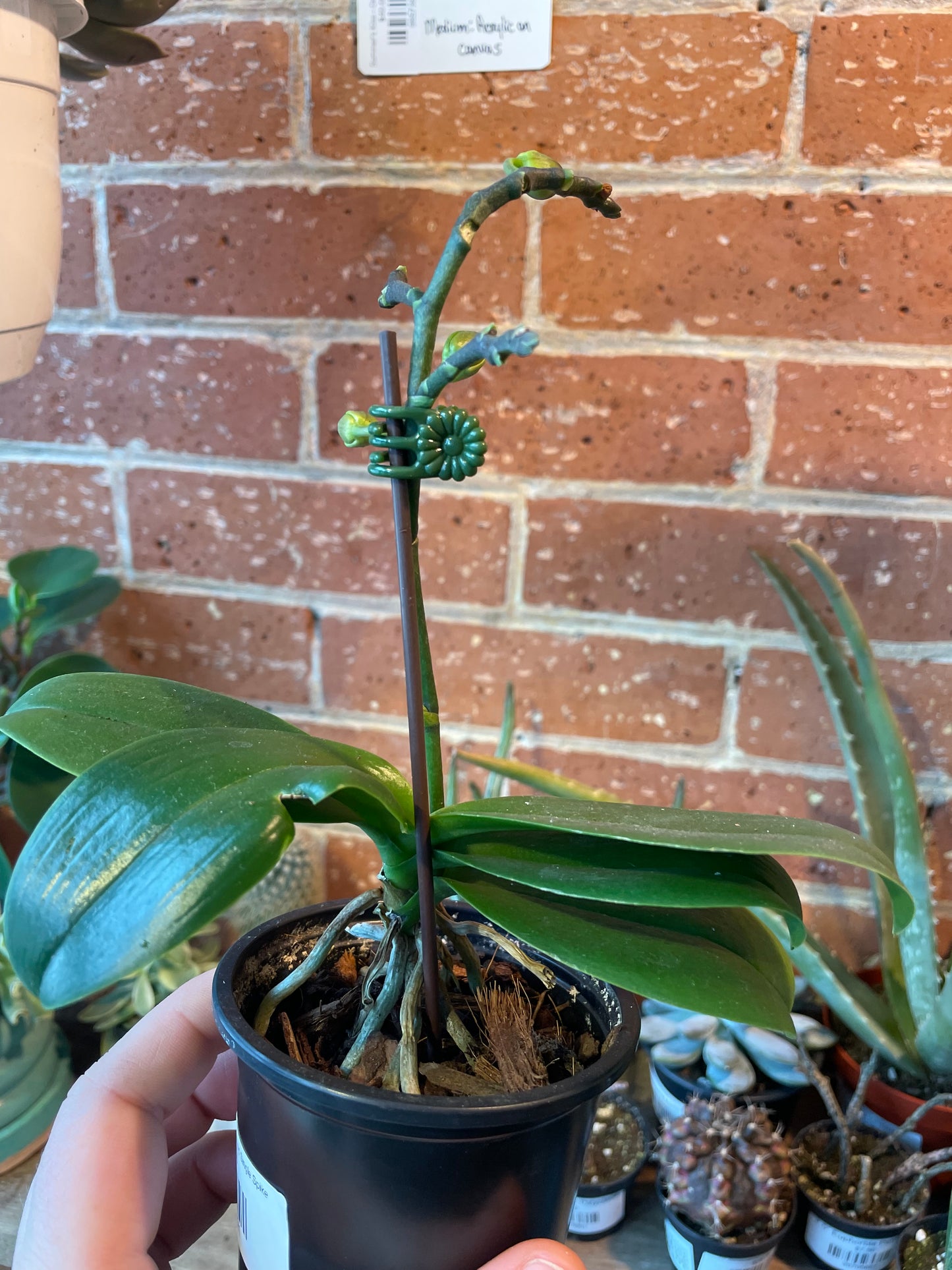 4" Mini Phalaenopsis Orchid Single Spike