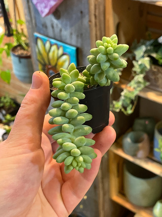 2.5” Sedum Morganium Burrito