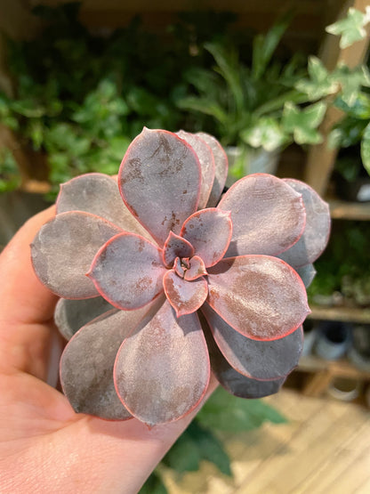 2.5" Echeveria Perle von Nürnberg