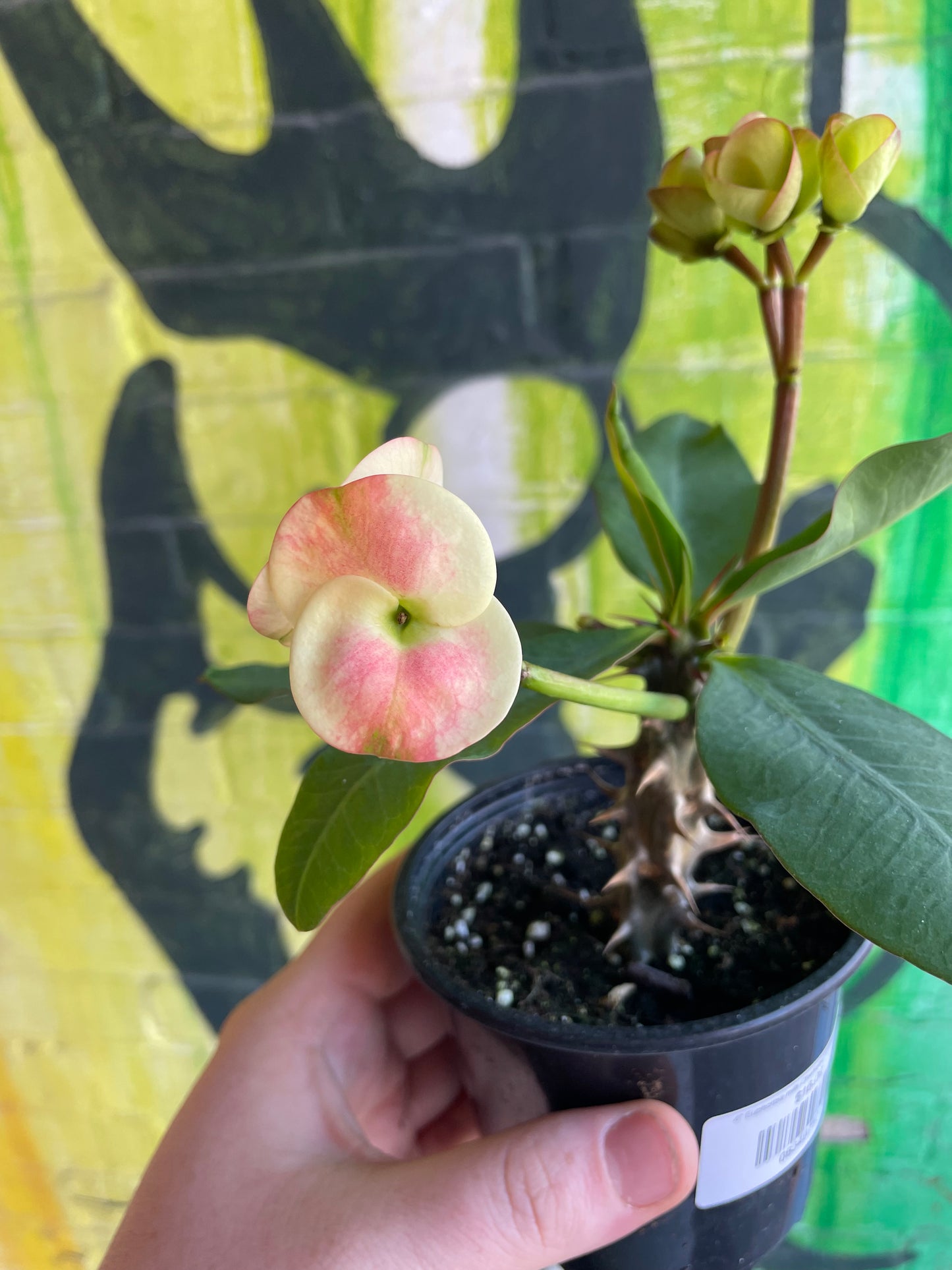 4” Euphorbia milii Charlotte| Crown of Thorns