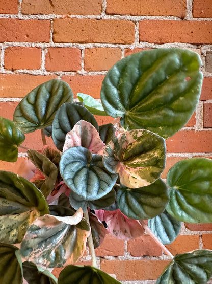 3.5" Peperomia Pink Lady