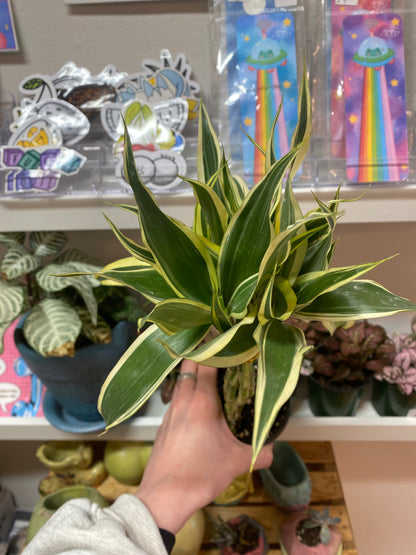 4” Variegated Dracaena Sanderiana | Lucky Bamboo