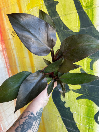 3.5" Philodendron New Red