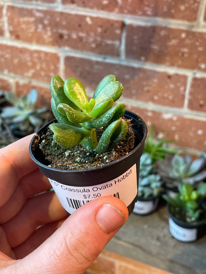 2.5" Crassula Ovata Hobbit
