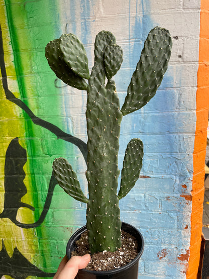 6" Cartoon Cactus | Consolea Rubescens