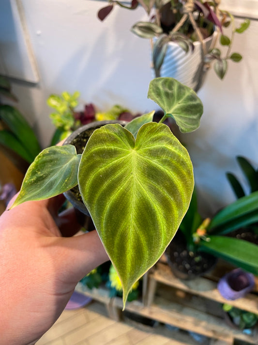 3.5" Philodendron Verrucosum