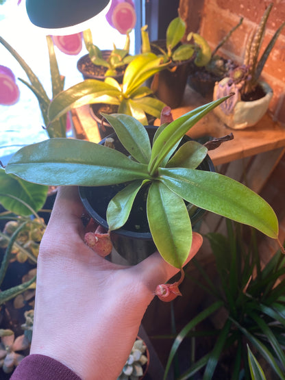3.5" Nepenthes Miranda| Pitcher Plant