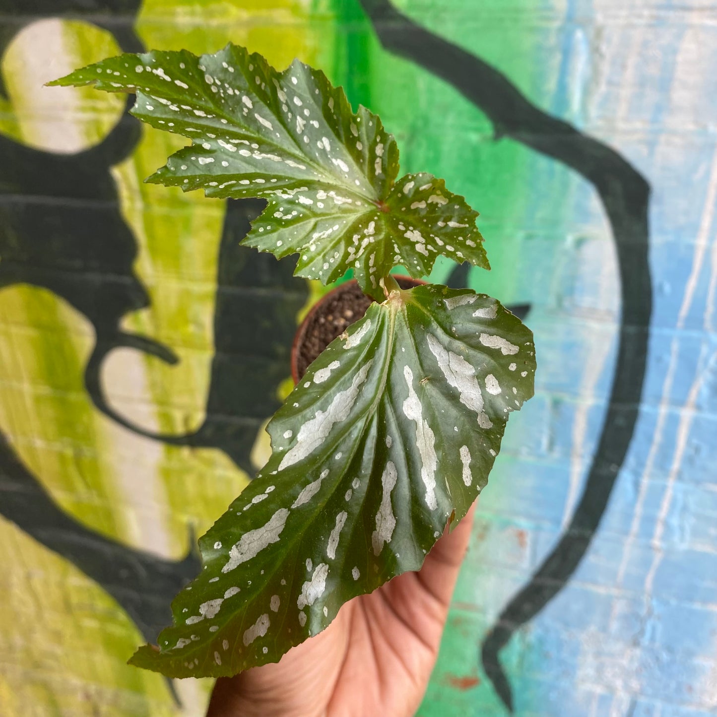 3.5" Begonia Angel Wing