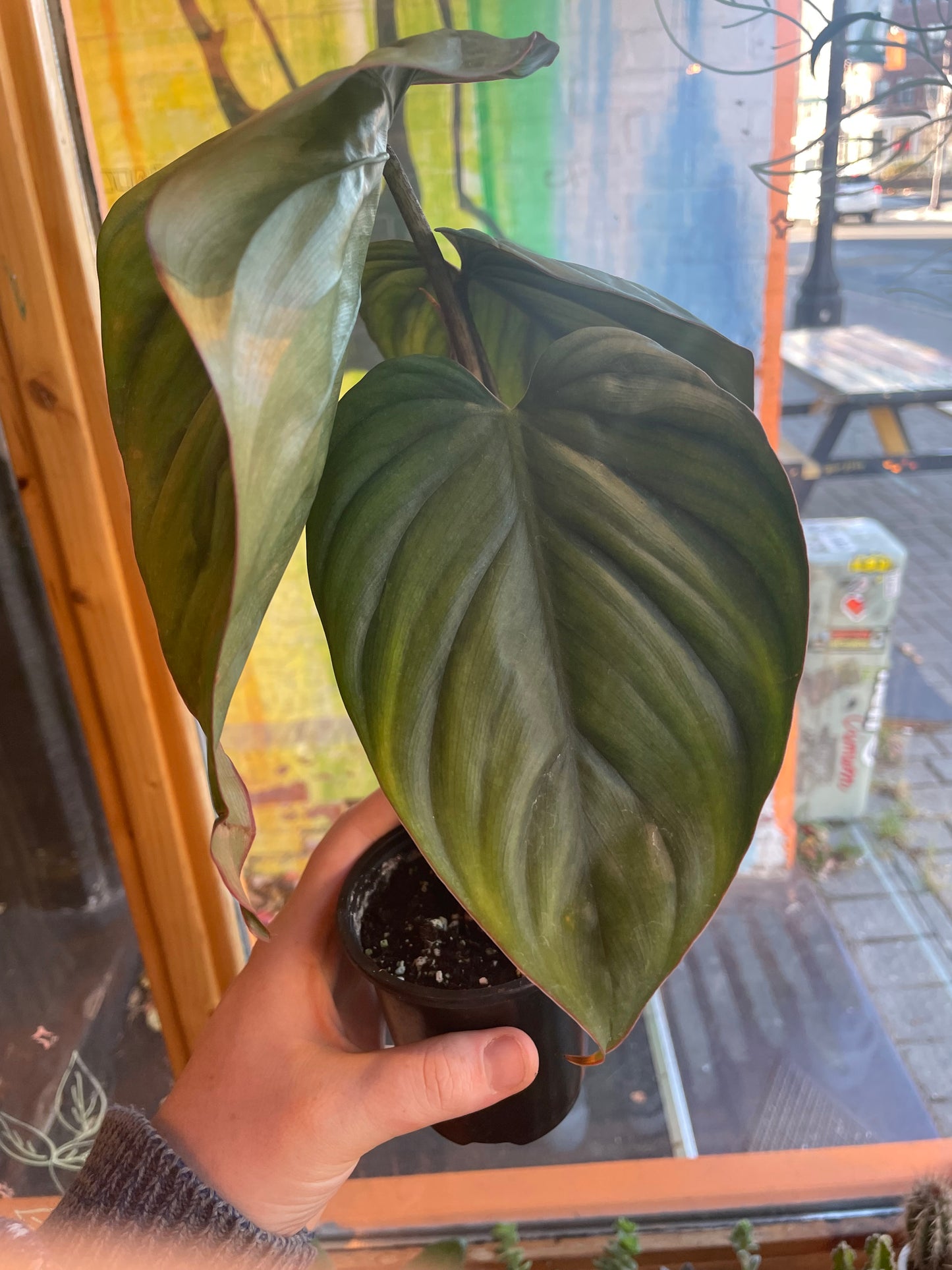 4" Philodendron Columbia