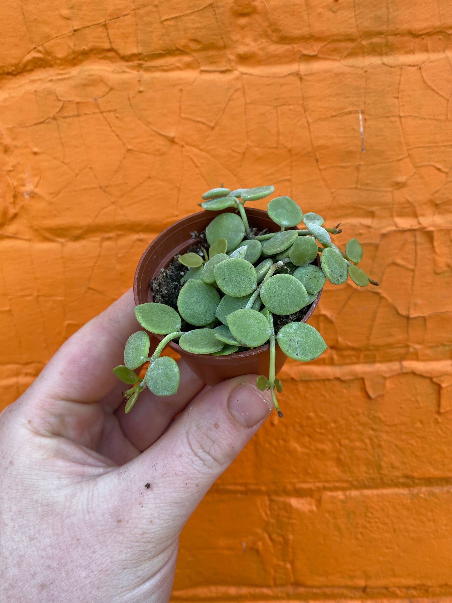 2.5" Dischidia nummilaria