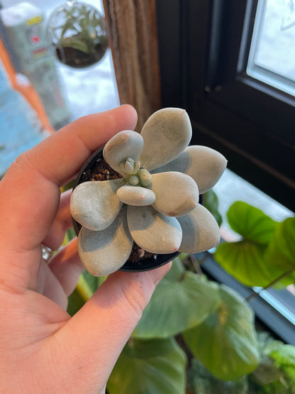 2.5” Pachyphytum Oviferum