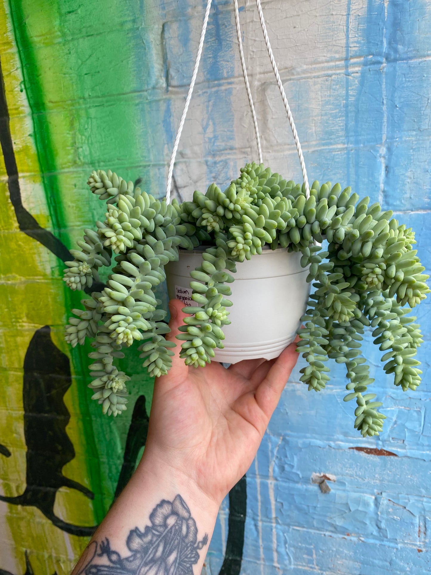 6" Sedum morganium Burrito Hanging Basket