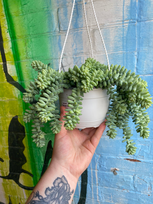 6" Sedum morganium Burrito Hanging Basket