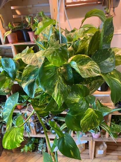 8" Hawaiian Pothos Hanging Basket