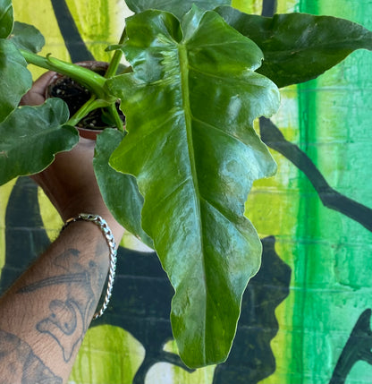 4" Philodendron Bob Cee