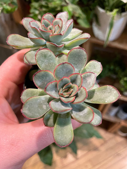 2.5" Echeveria Pulidonis