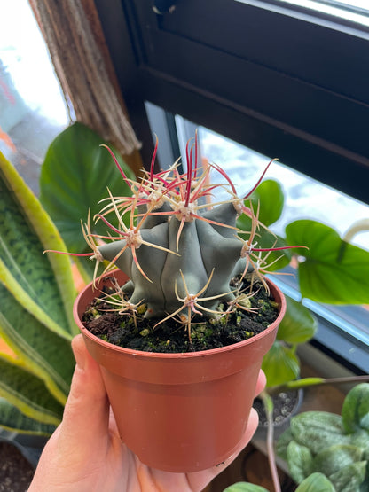 4” Ferocactus Emoryi