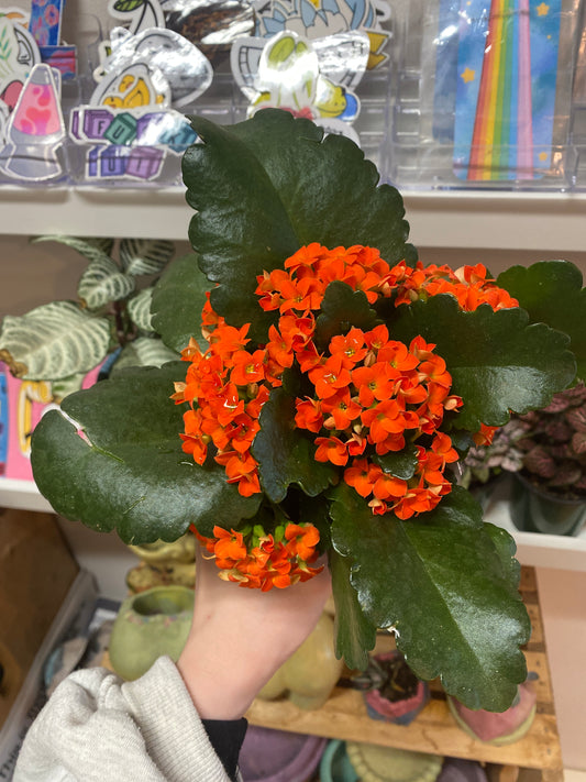 4” Orange Kalanchoe Blossfeldiana