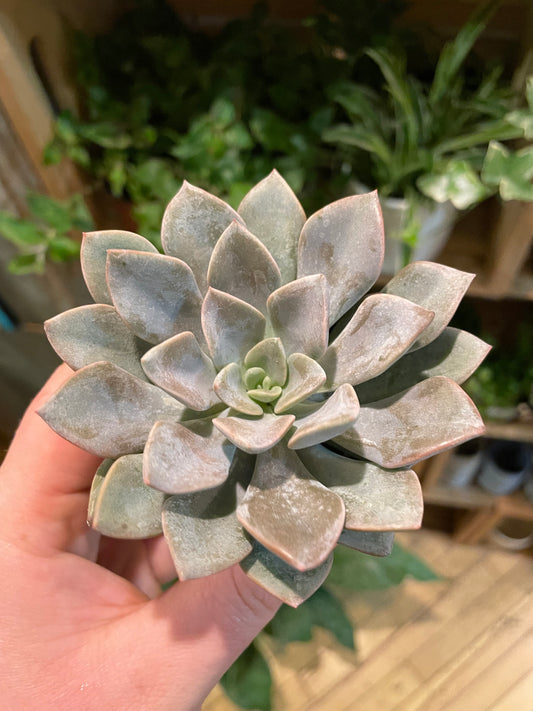 2.5" Echeveria Silver Queen