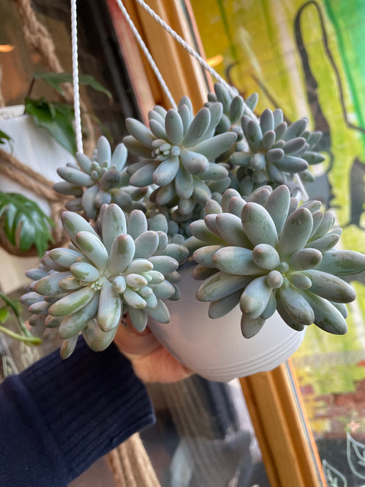 6” Pachyphytum Machucae