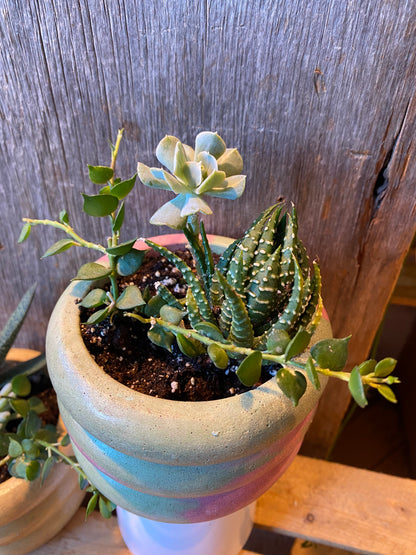 Mini Grab n Go Planter 3.5” Pink and Green