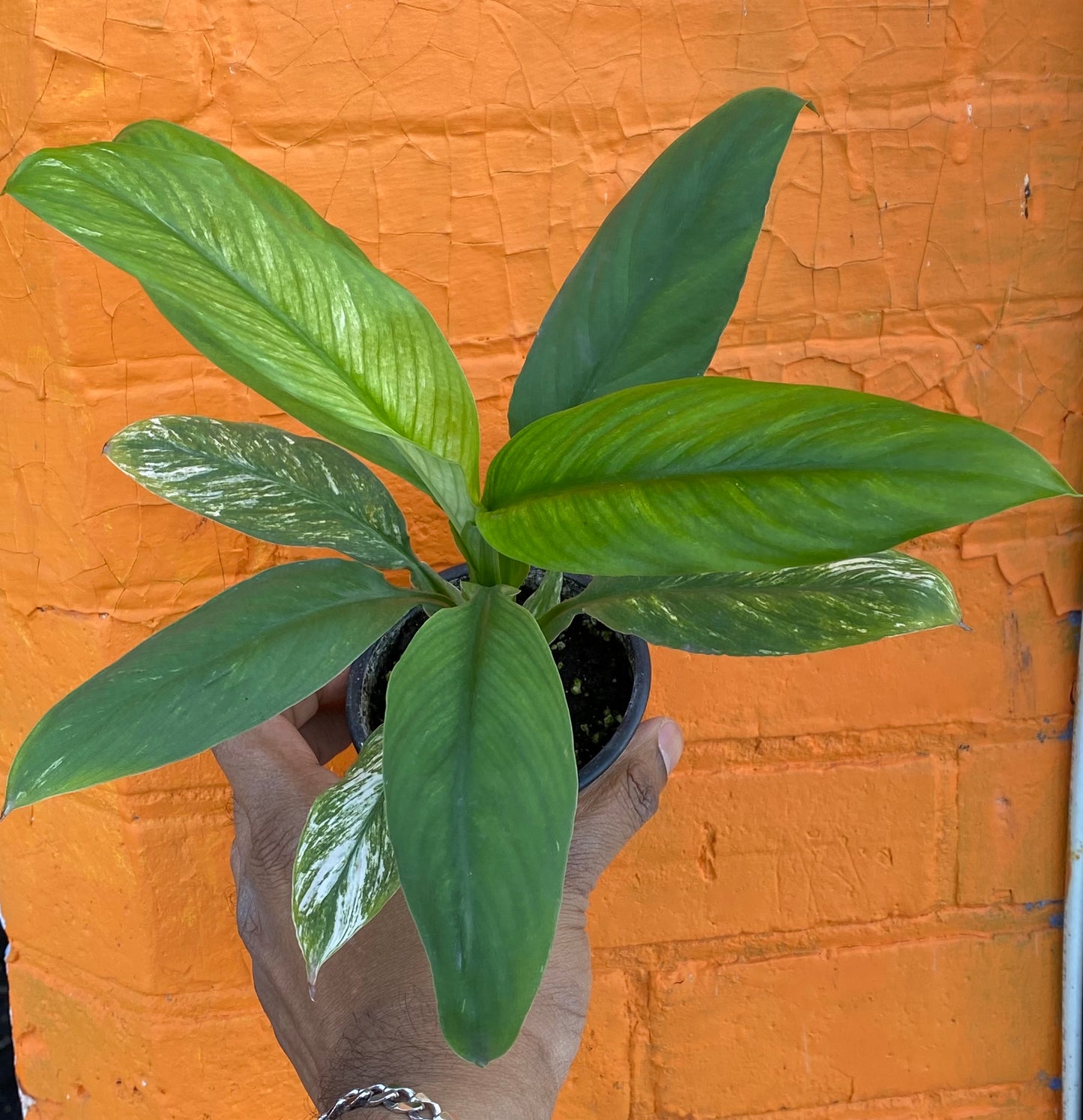 3.5" Spathiphyllum Sensation Variegated mature plant