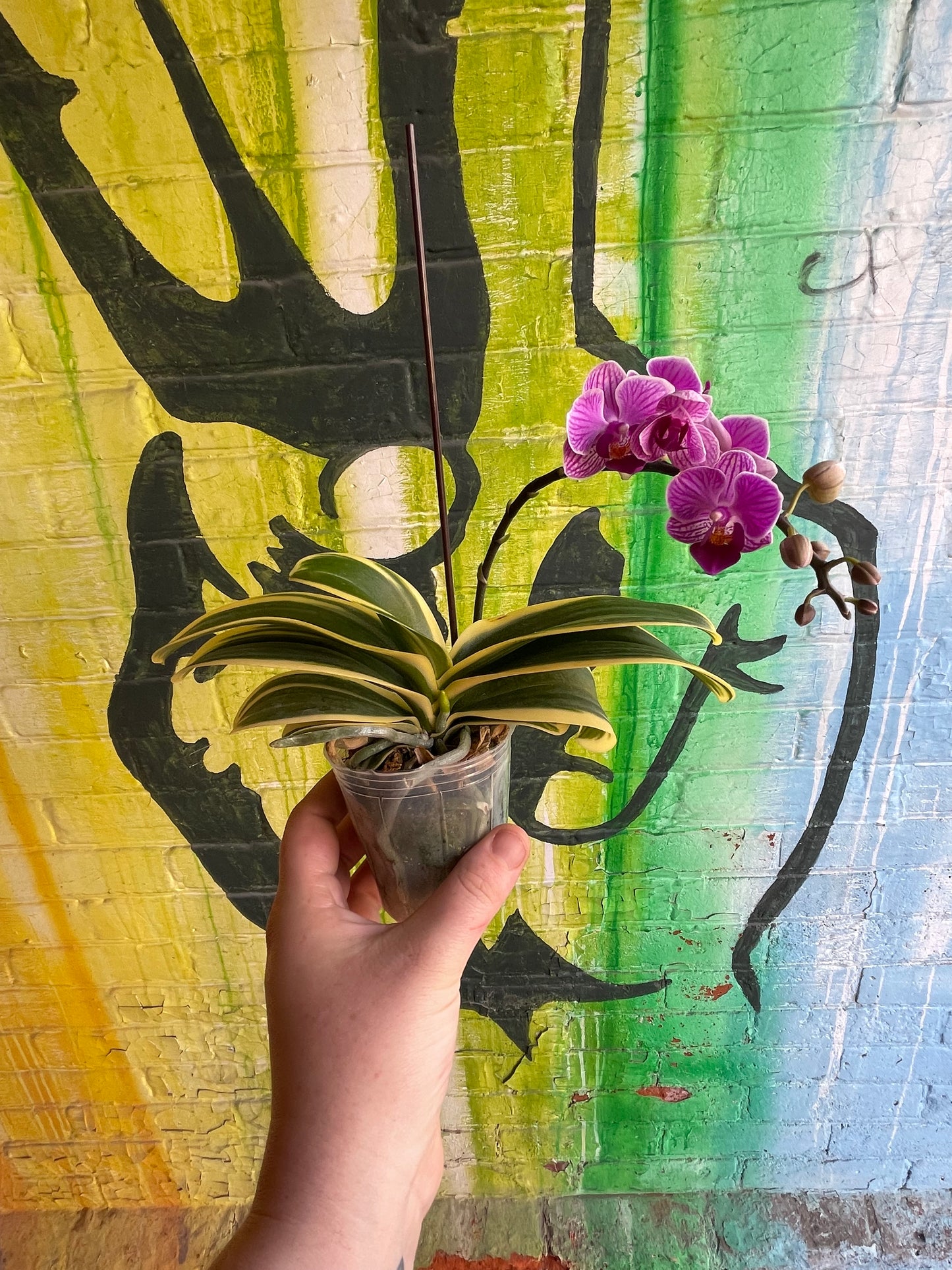 3.5" Variegated Phaelanopsis Orchid