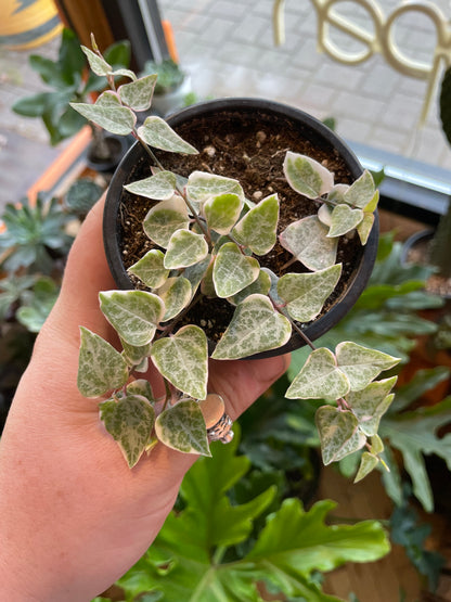 3.5" Variegated String Of Spades | Ceropegia