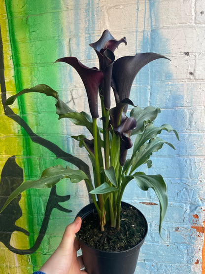 5" Black Calla Lily