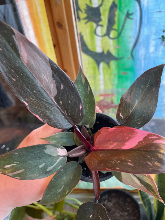 3.5" Philodendron Pink Princess