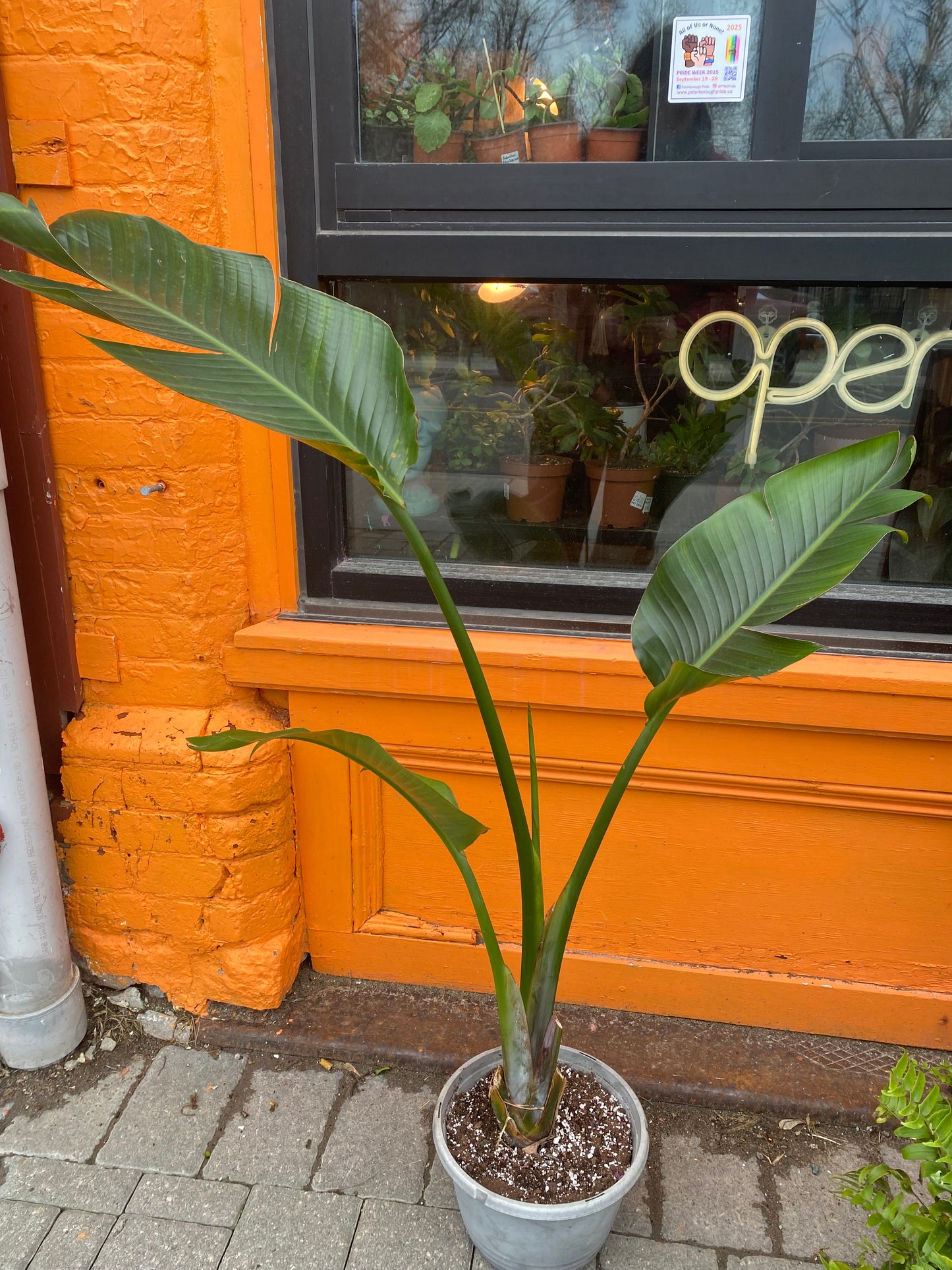 10" Strelitzia Nicolai | White Bird Of Paradise