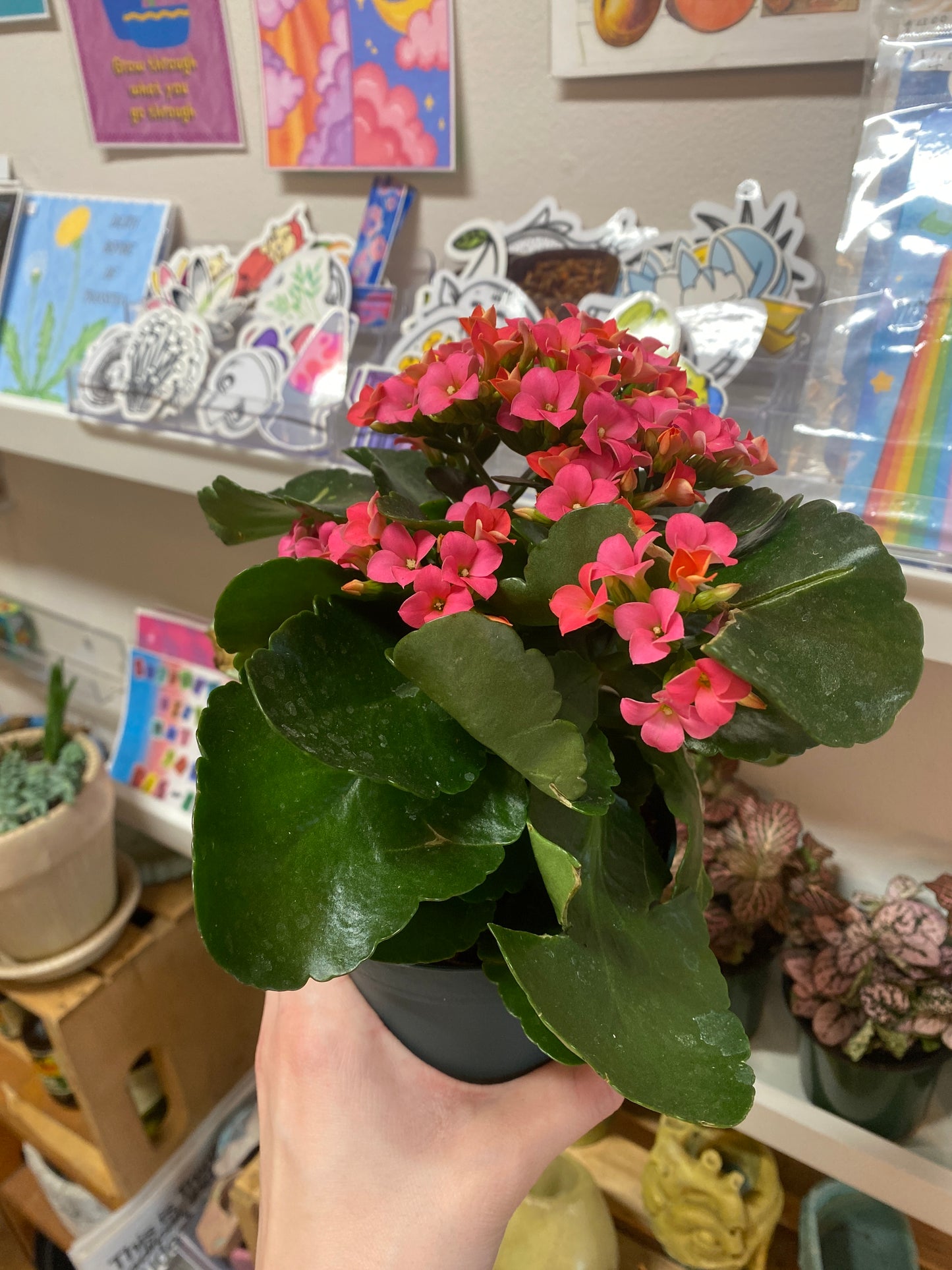 4” Pink Kalanchoe Blossfeldiana