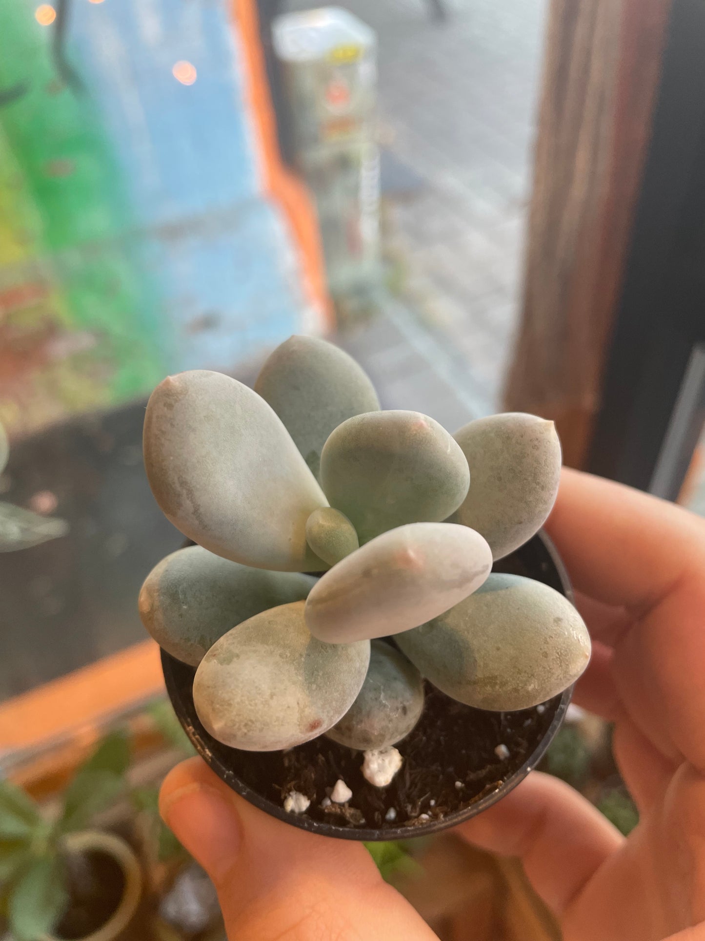 2.5” Pachyphytum Oviferum