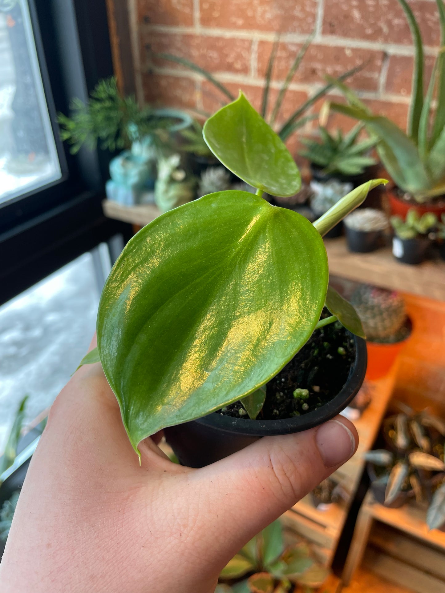 3.5" Philodendron Grazielae