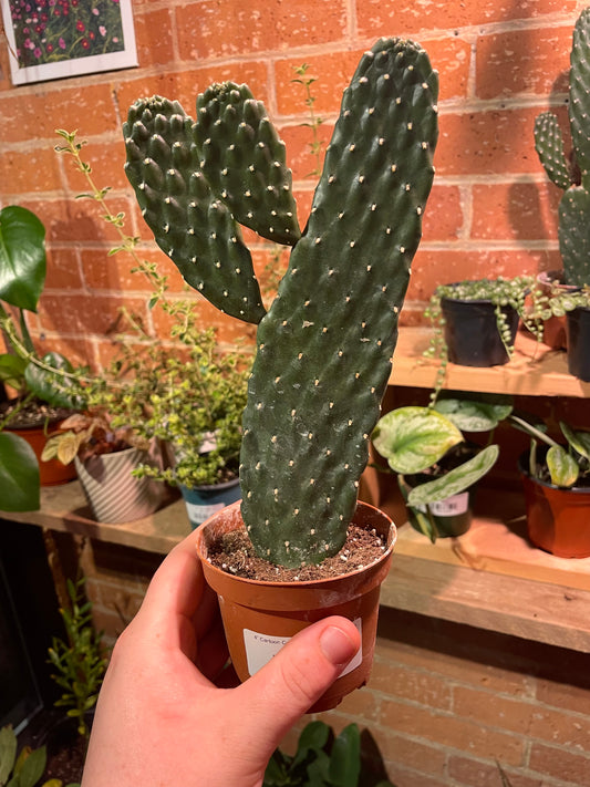 4” Cartoon Cactus | Consolea Rubescens