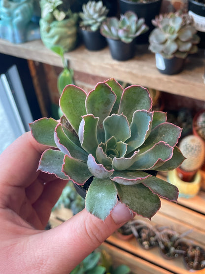 2.5" Echeveria Neon