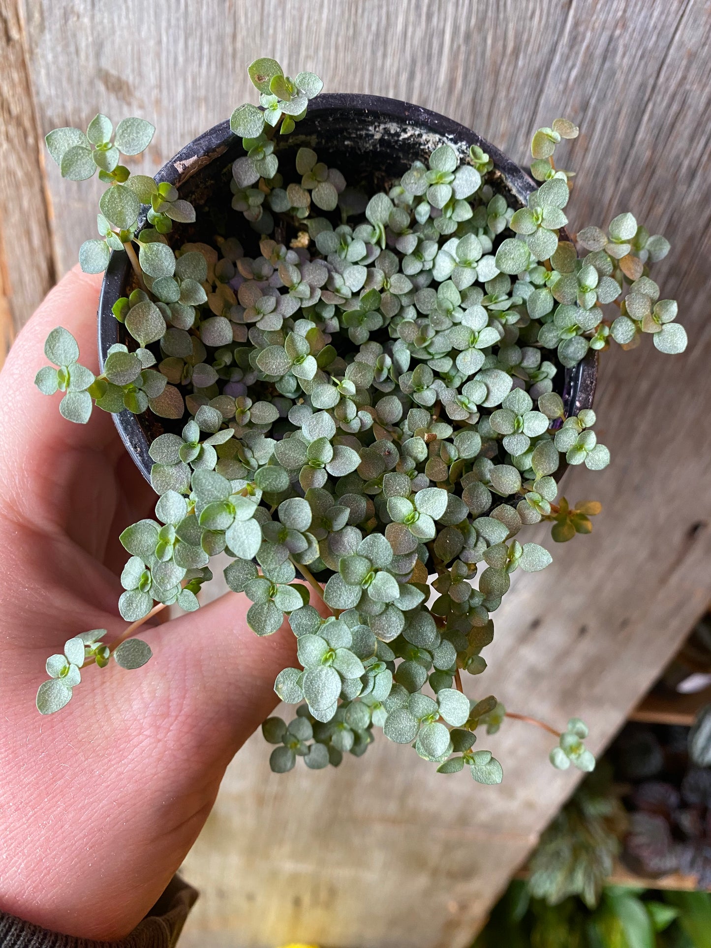 3.5" Pilea Aquamarine