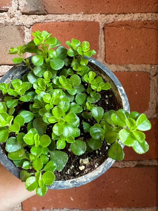 3.5" Pilea Depressa