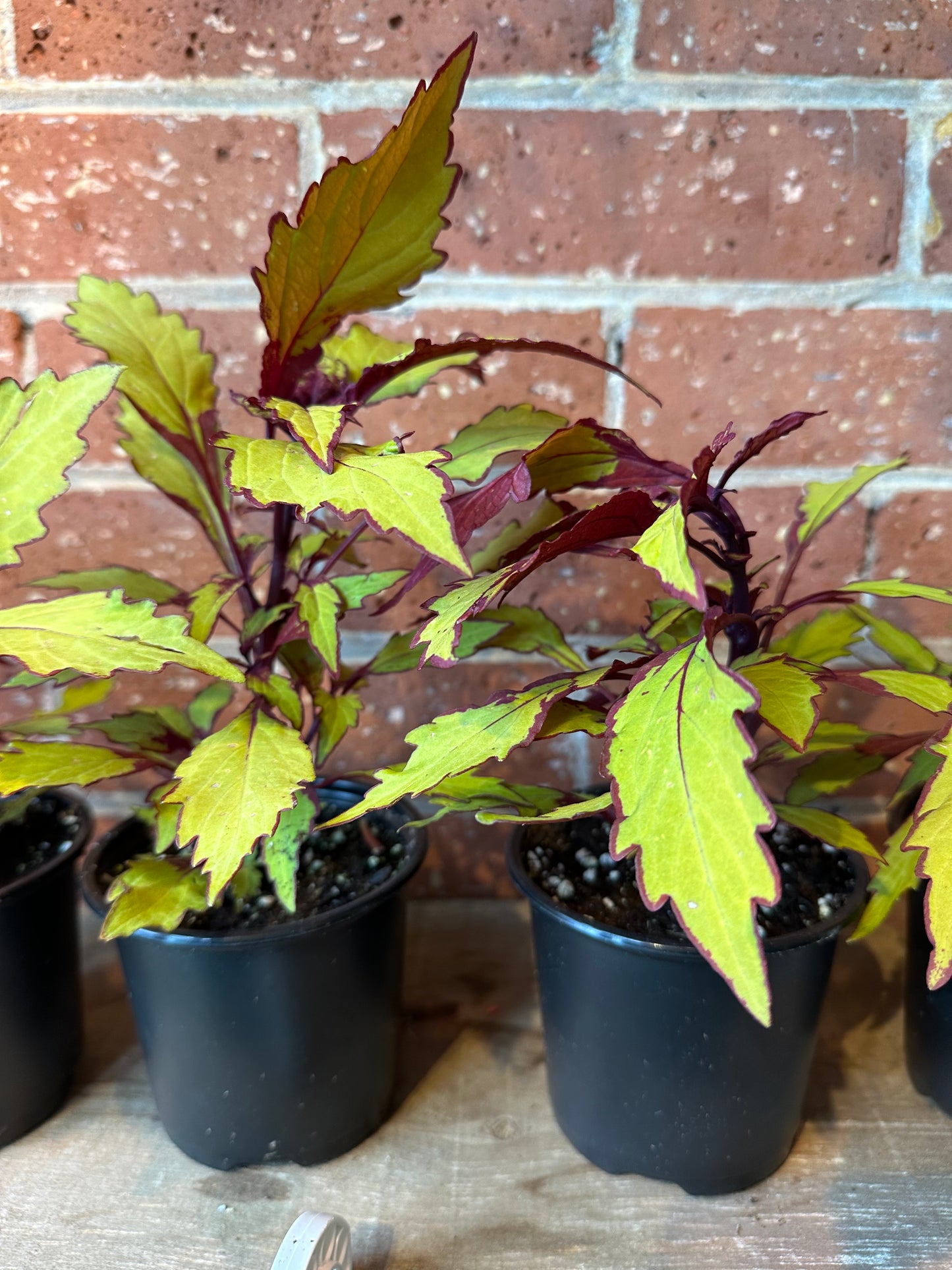 4" Coleus Flamethrower Spiced Curry