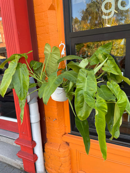 8" Philodendron Jose Buono Hanging Basket