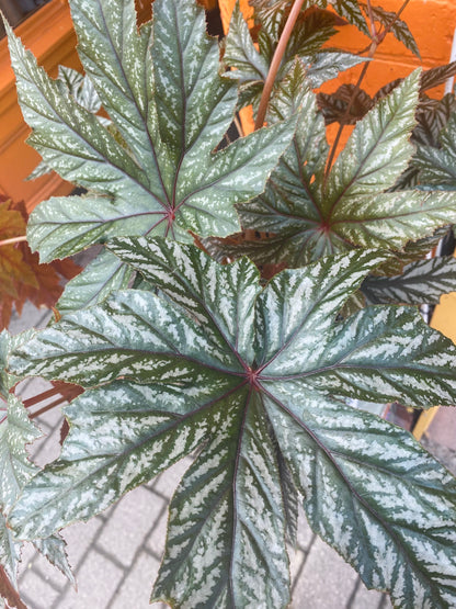 10” Begonia Gryphon