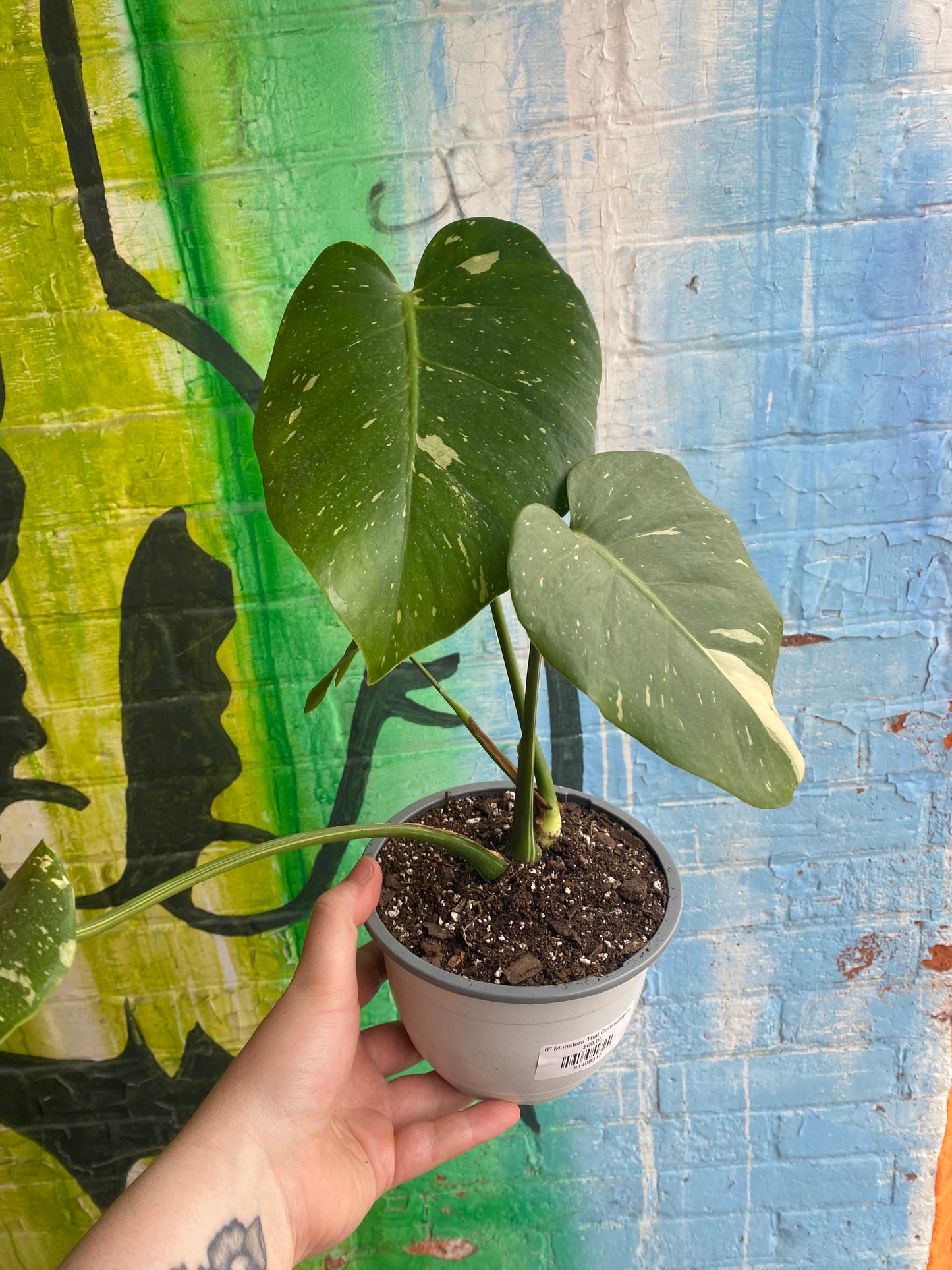 6” Monstera Thai Constellation