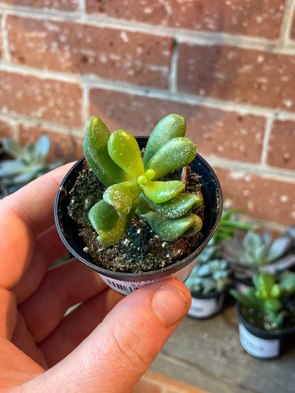 2.5" Crassula Ovata Hobbit