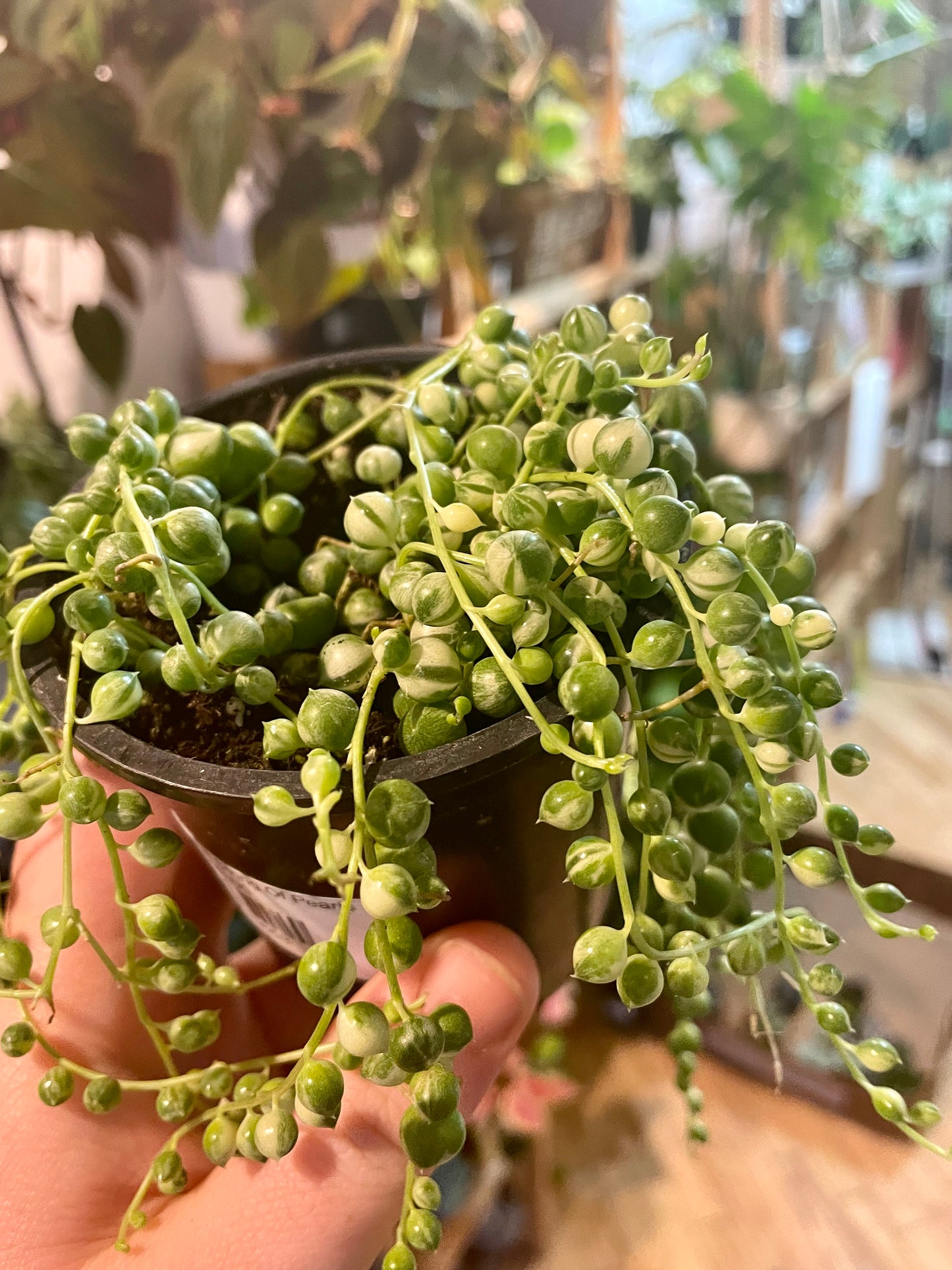 3.5" Variegated String Of Pearls