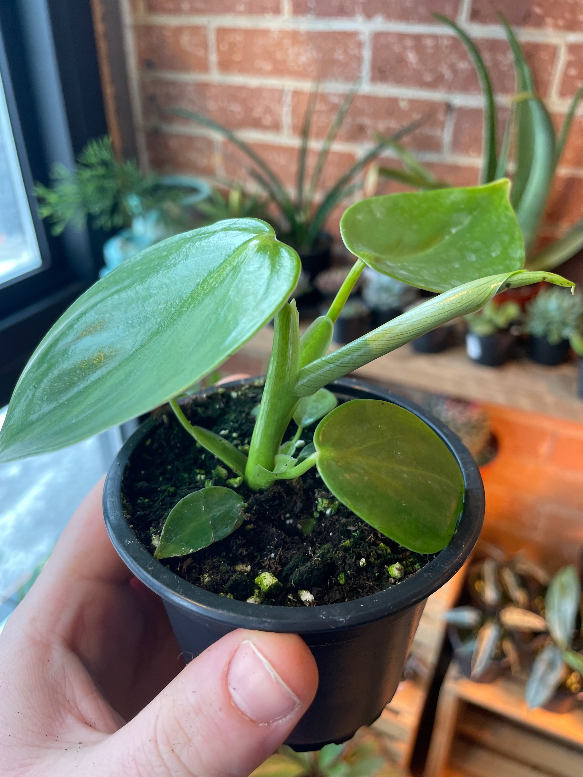 philodendron grazielae soil 3.5" Philodendron Grazielae – Plant Goals