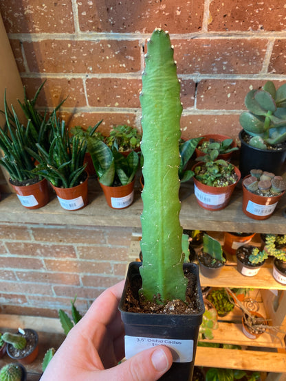3.5” Orchid Cactus