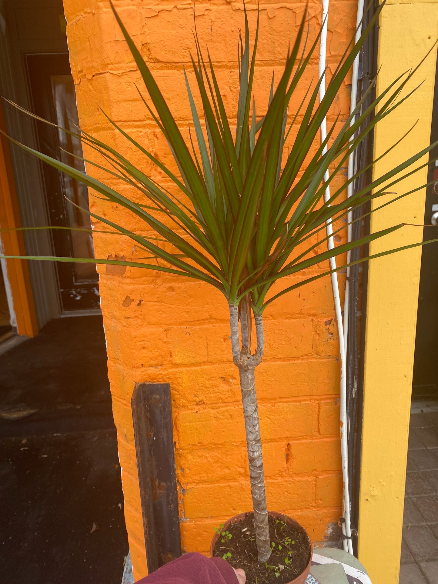 5” Dracaena Marginata