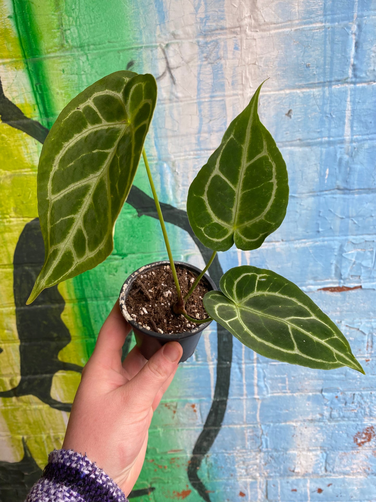 3.5” Anthurium Dorayaki x Magnificum